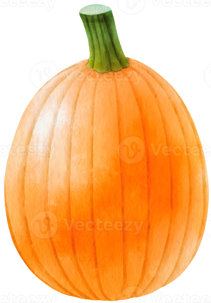 pumpkins vegetable watercolor illustration png