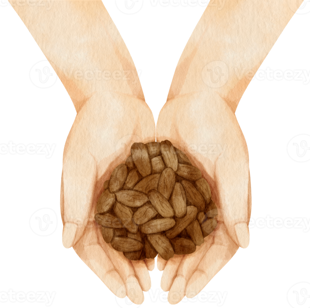 watercolor hand holding cacao beans png