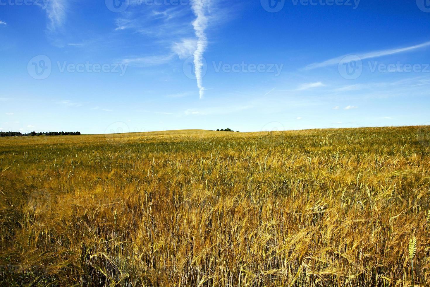 agricultura - un campo agrícola en el que crecen los cereales maduros foto