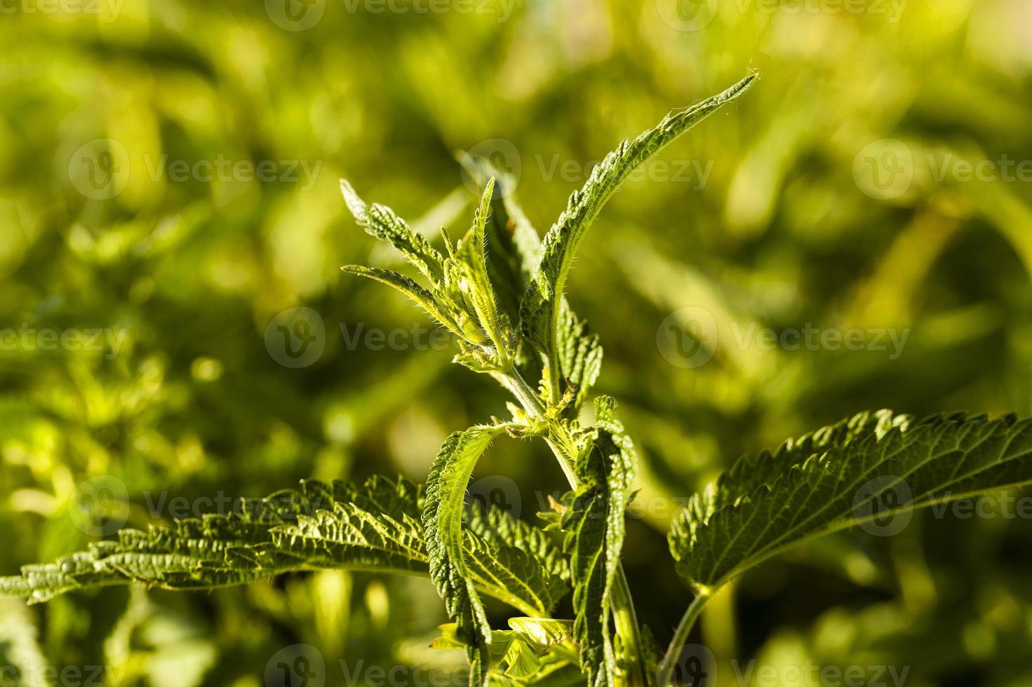 ortiga - la ortiga verde fotografiada en primer plano. pequeña profundidad de nitidez foto