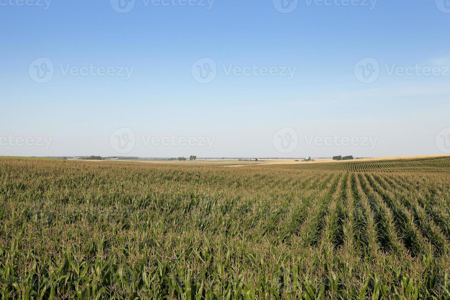 corn field, agriculture photo