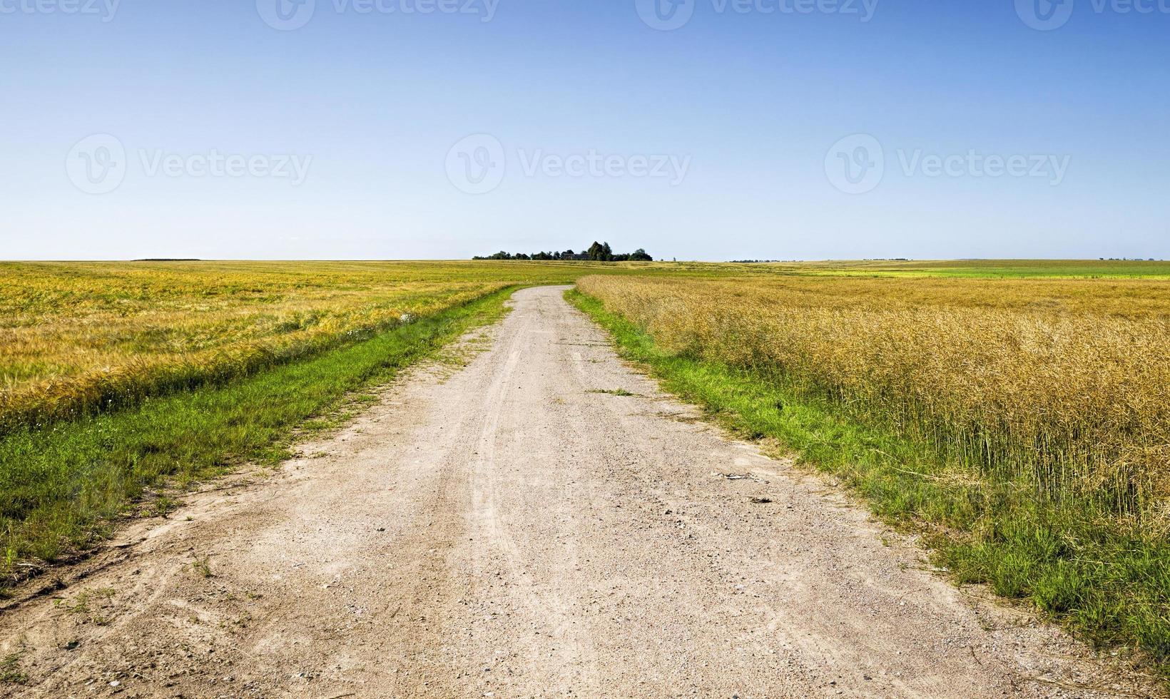 camino a lo largo del campo foto