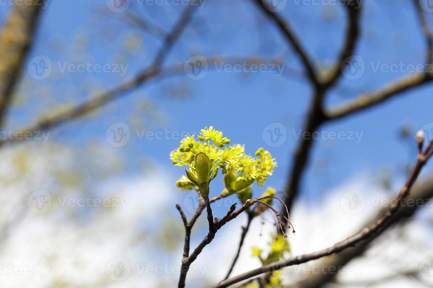 flowering maple tree photo