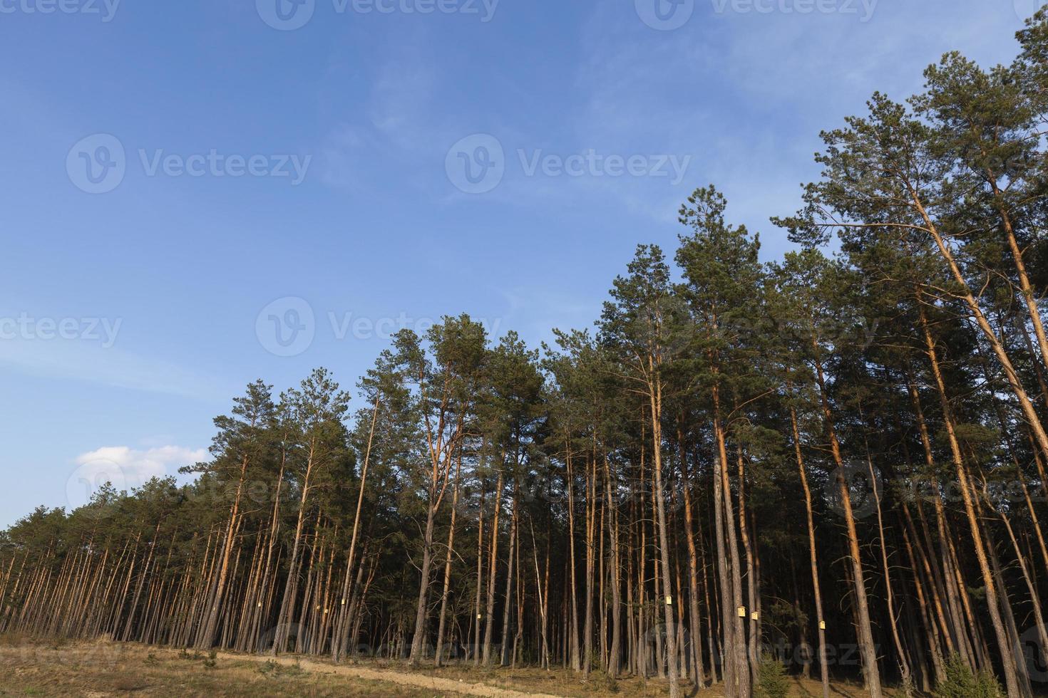 pine forest and sky photo