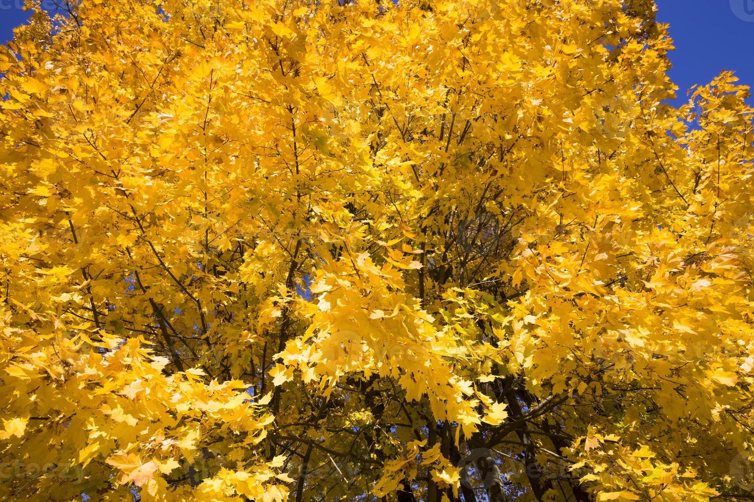 yellow maple, close up photo
