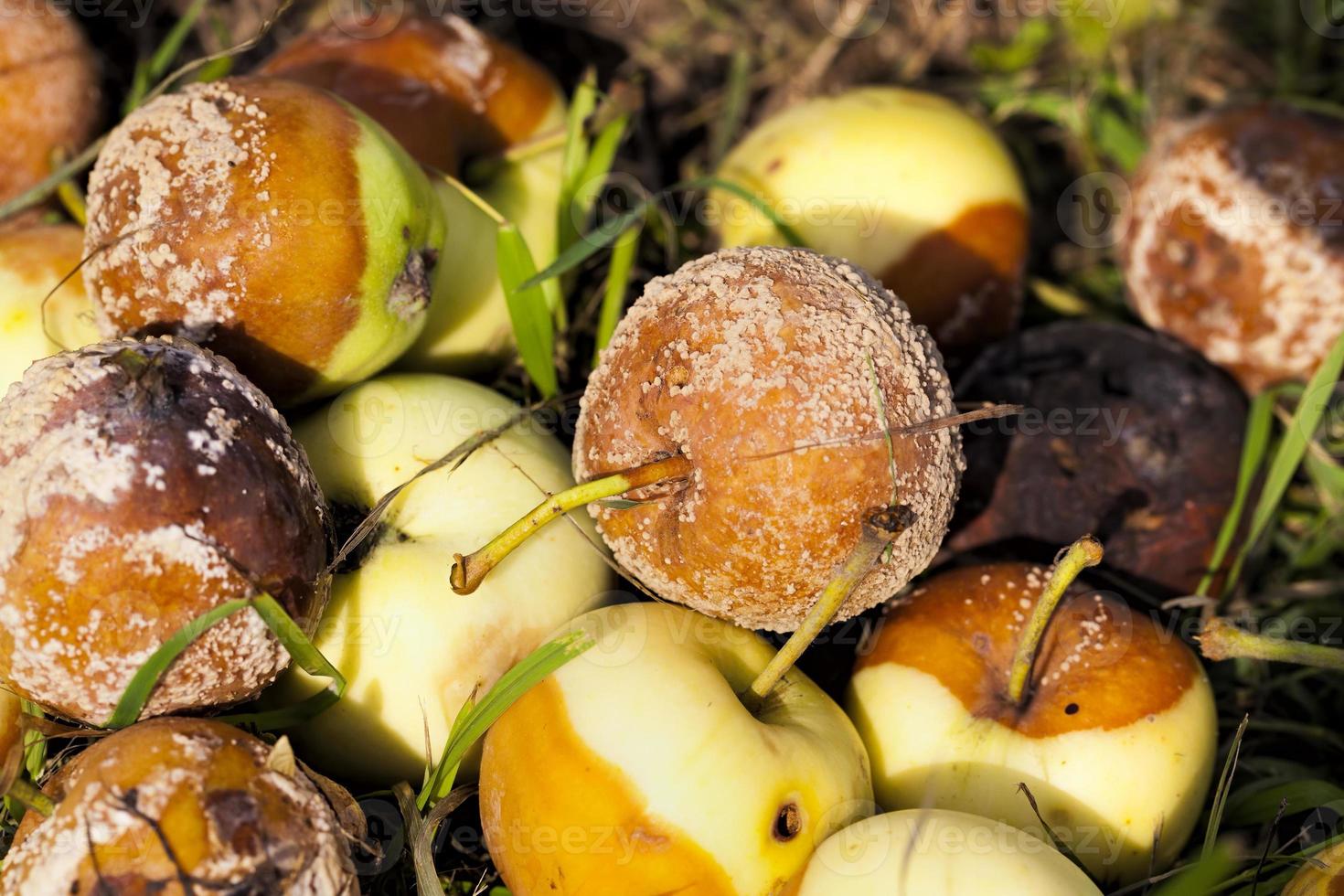 rotten Apple, close up photo