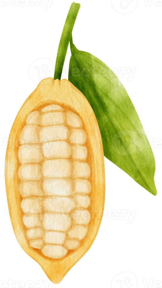 watercolor branch of cacao png