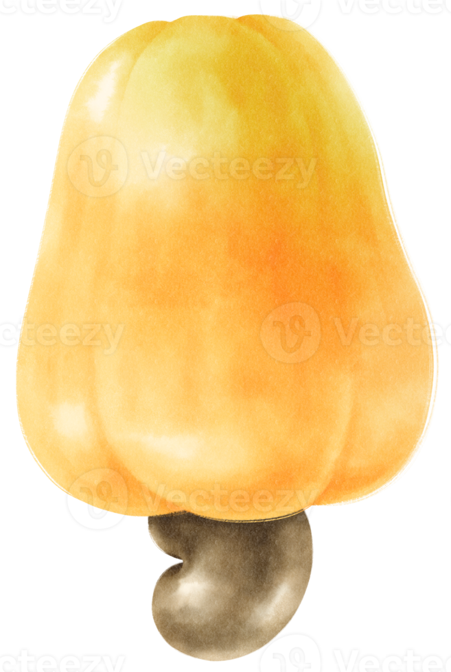 Cashew Fruit Watercolor illustration 9660418 PNG
