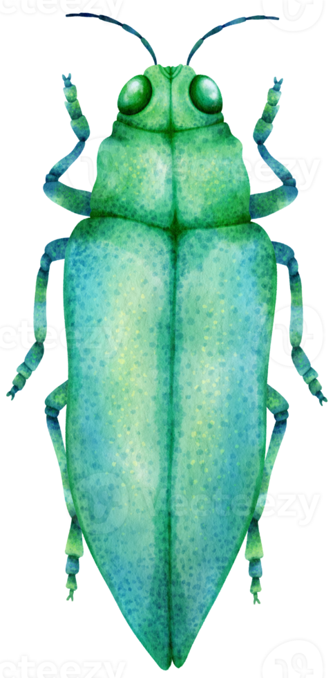 Bug watercolor painted png