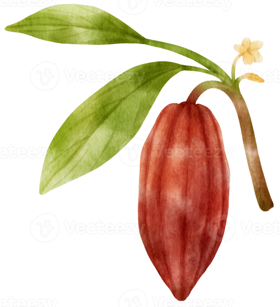 watercolor branch of cacao png