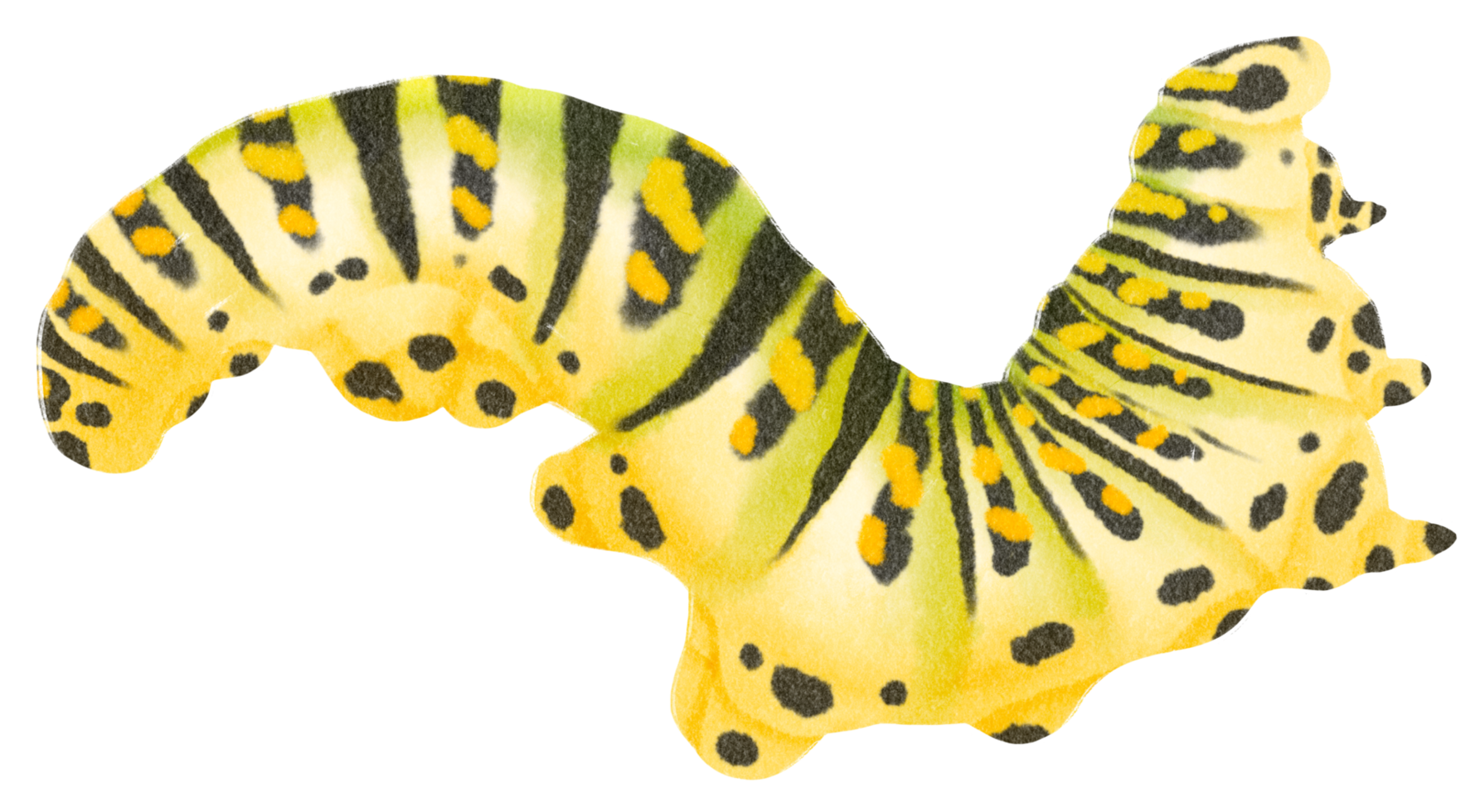 Caterpillar watercolor hand-painted on transparent background png