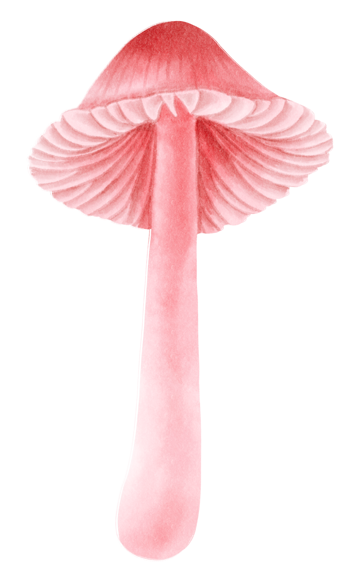 pink-mushroom-watercolor-illustration-9660444-png