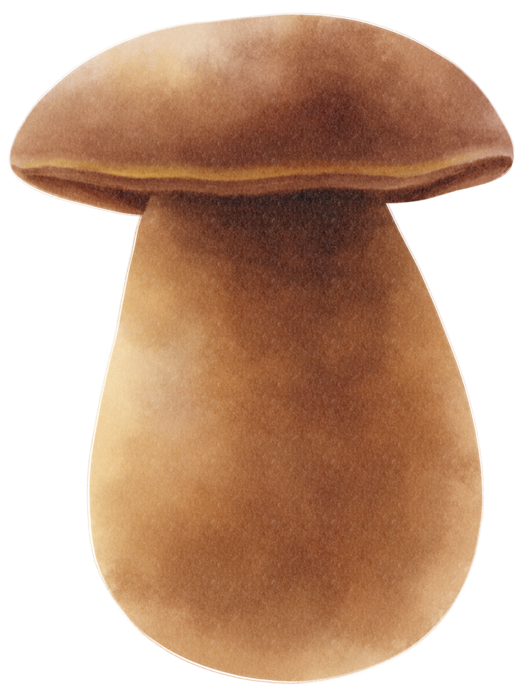 Boletus or porcini mushroom watercolor illustration png
