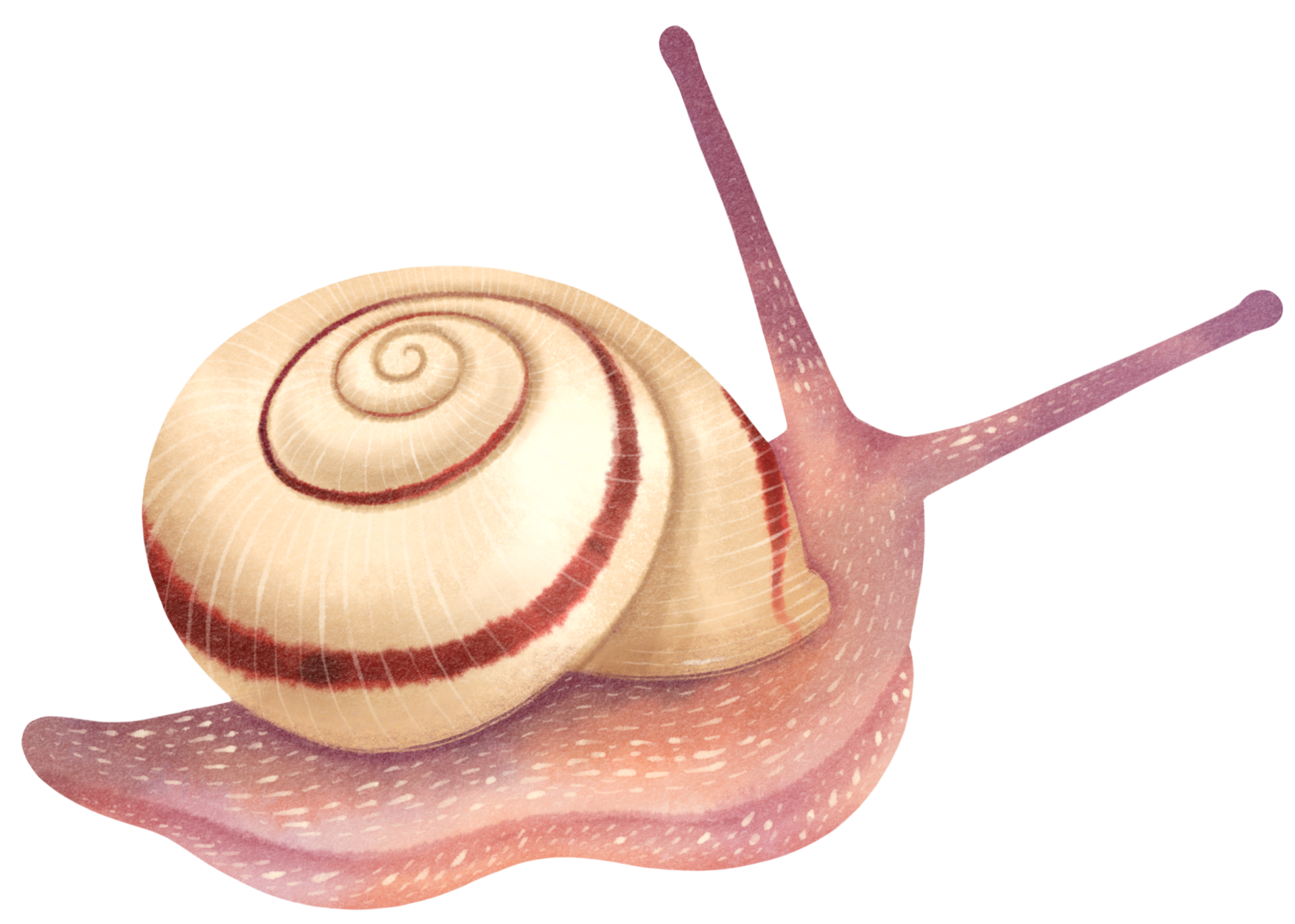 Snail watercolor illustration 9660459 PNG