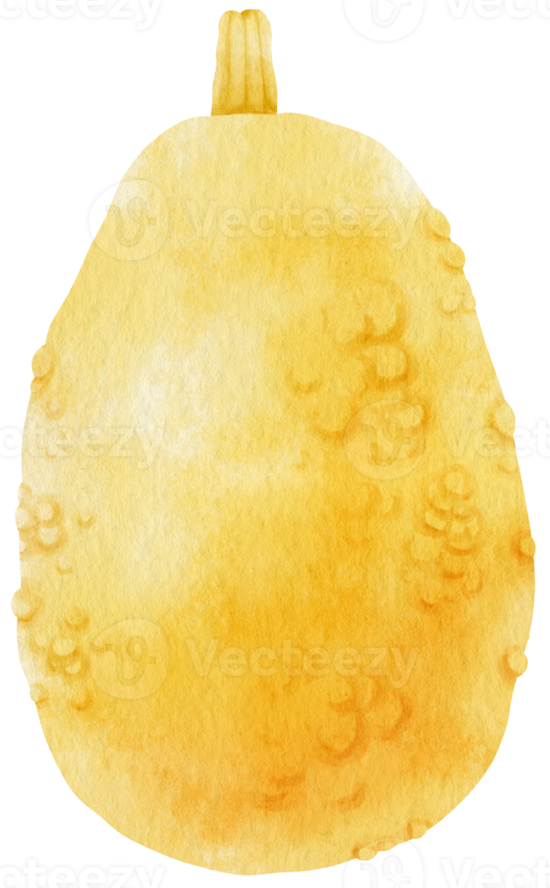 winter squash vegetable watercolor illustration png