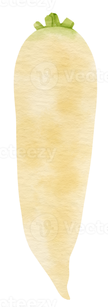 daikon root vegetable watercolor illustration png