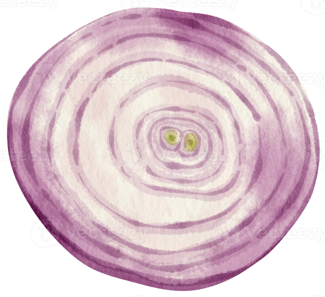 illustrazione dell'acquerello vegetale fetta di scalogno png