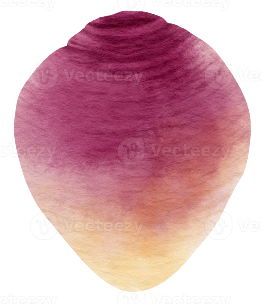 ilustração de aquarela vegetal rutabaga png