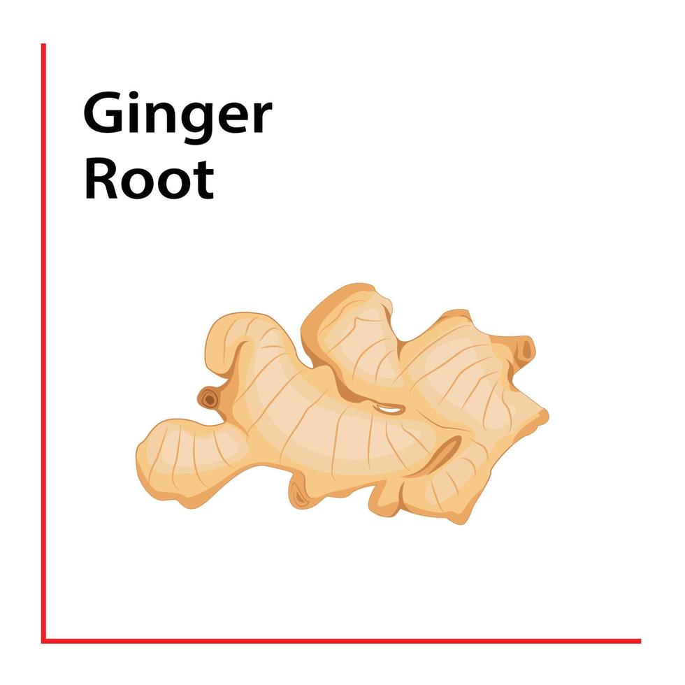 Ginger Root vector illustration