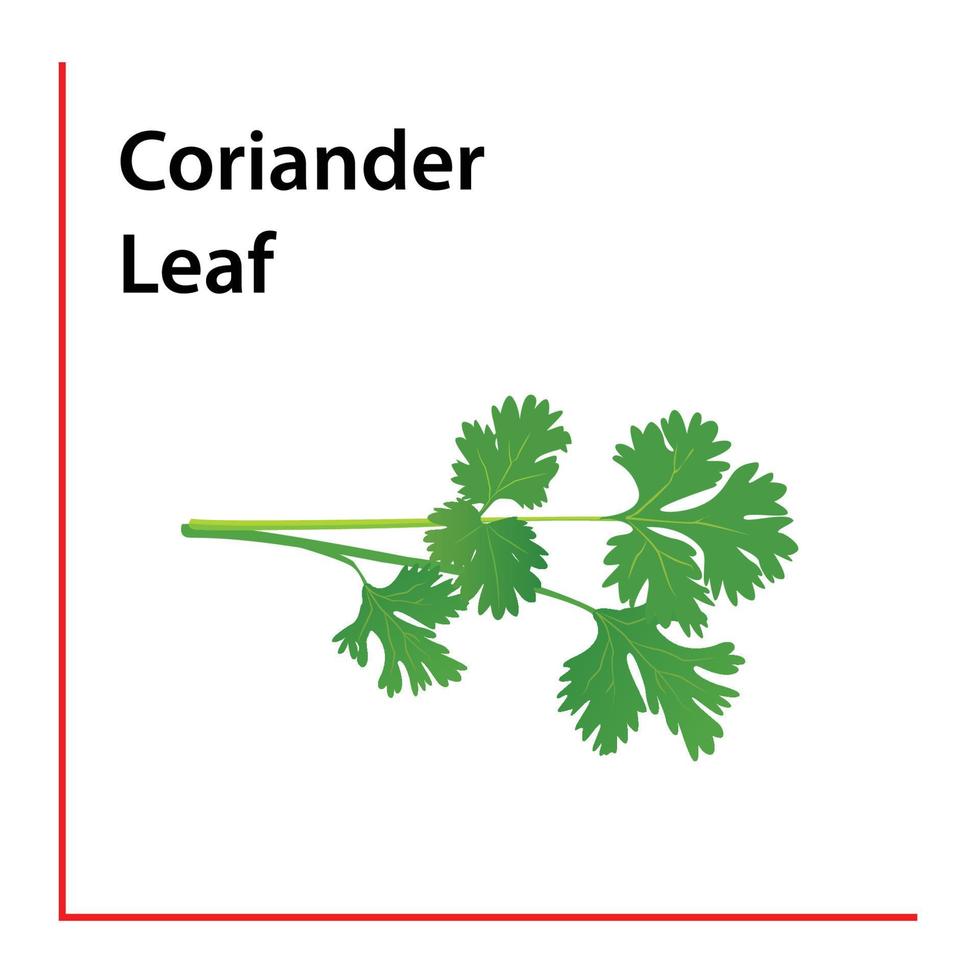 Coriander Leaf vector illustration