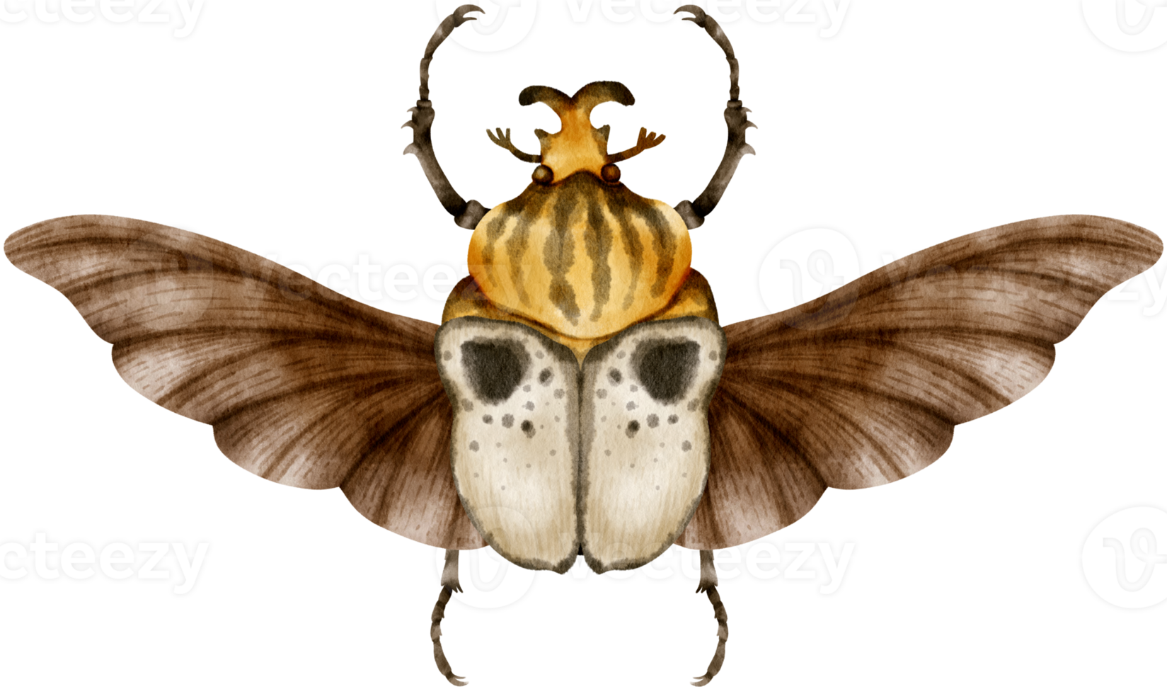 Beetle Bug watercolor painted png