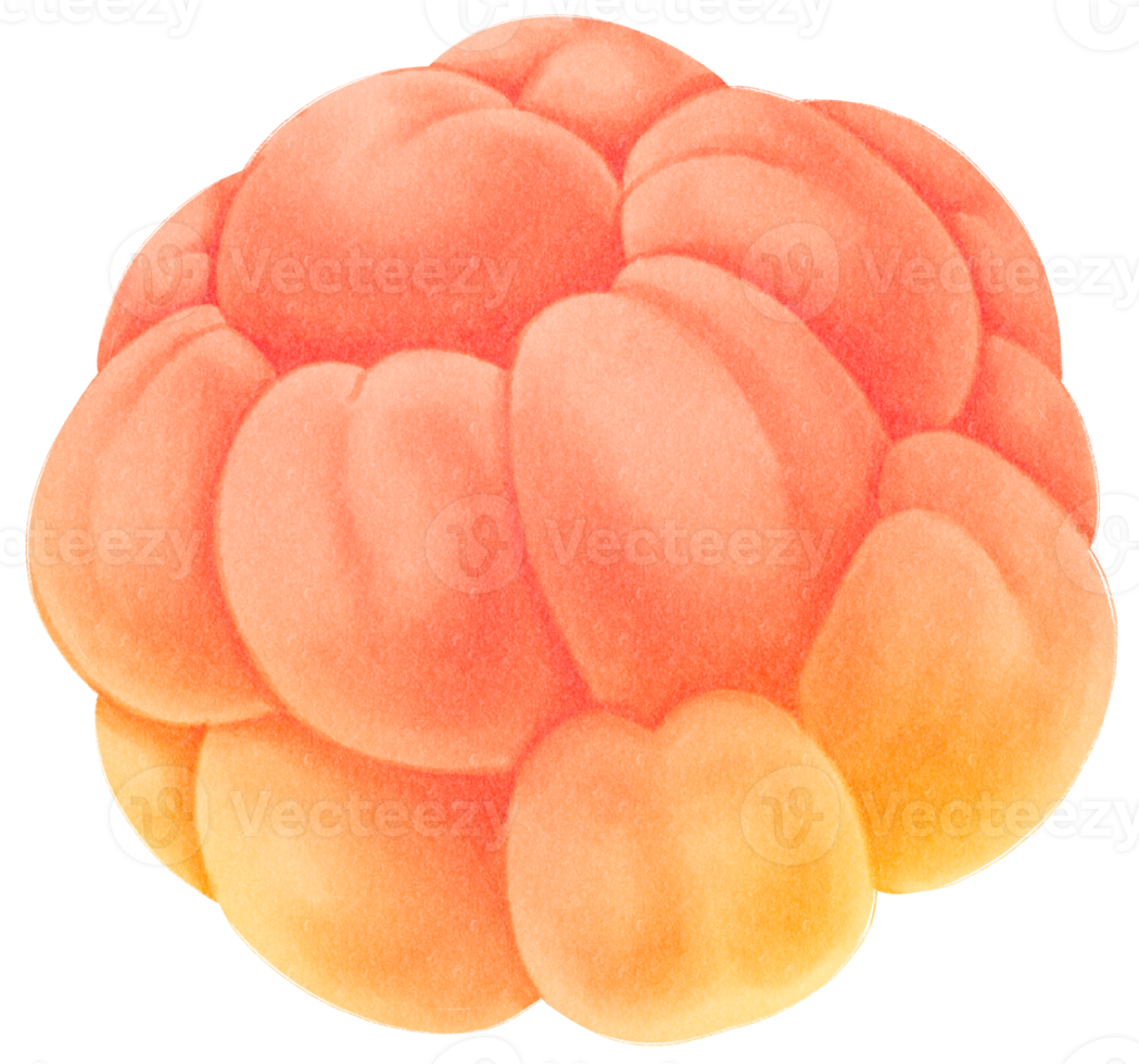 Cloudberry Fruit Watercolor illustration png