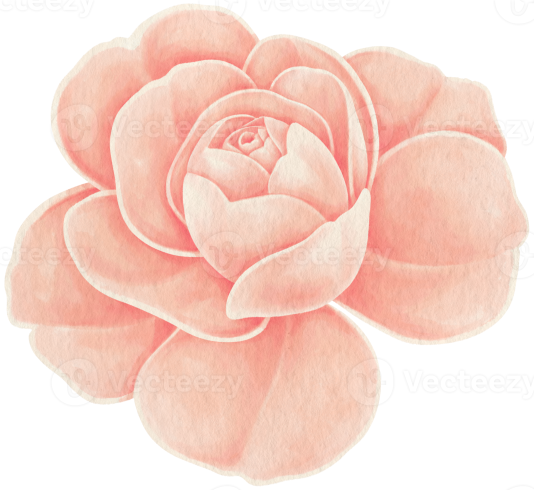 Flower Watercolor hand-painted png