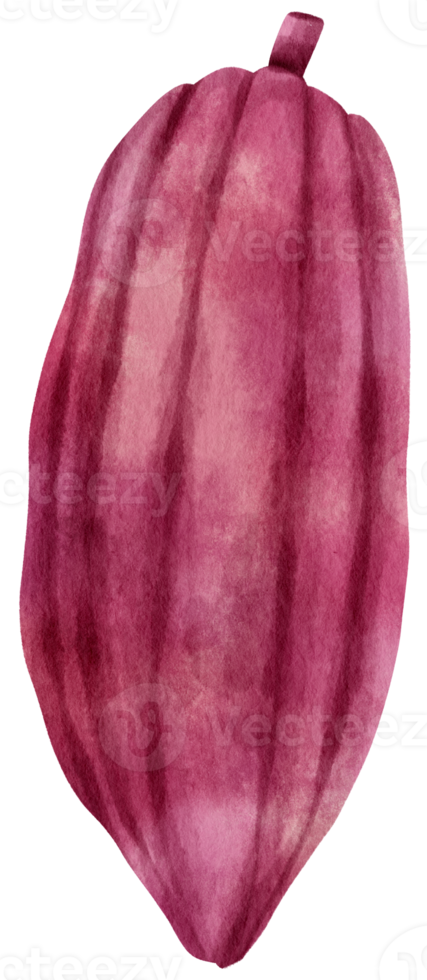 frutto di cacao ad acquerello png