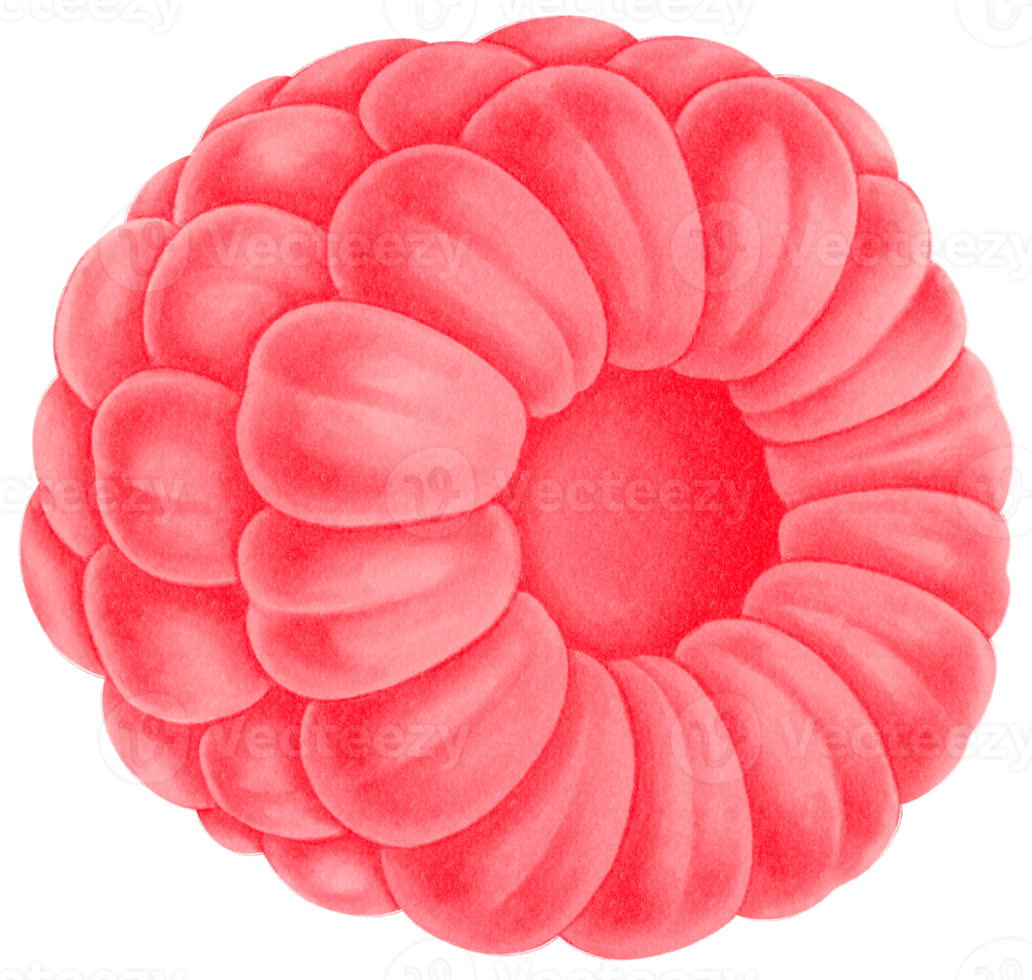 Raspberry fruit Watercolor illustration png