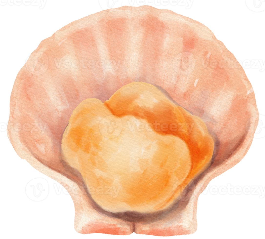 Shell Seafood Watercolor illustration png