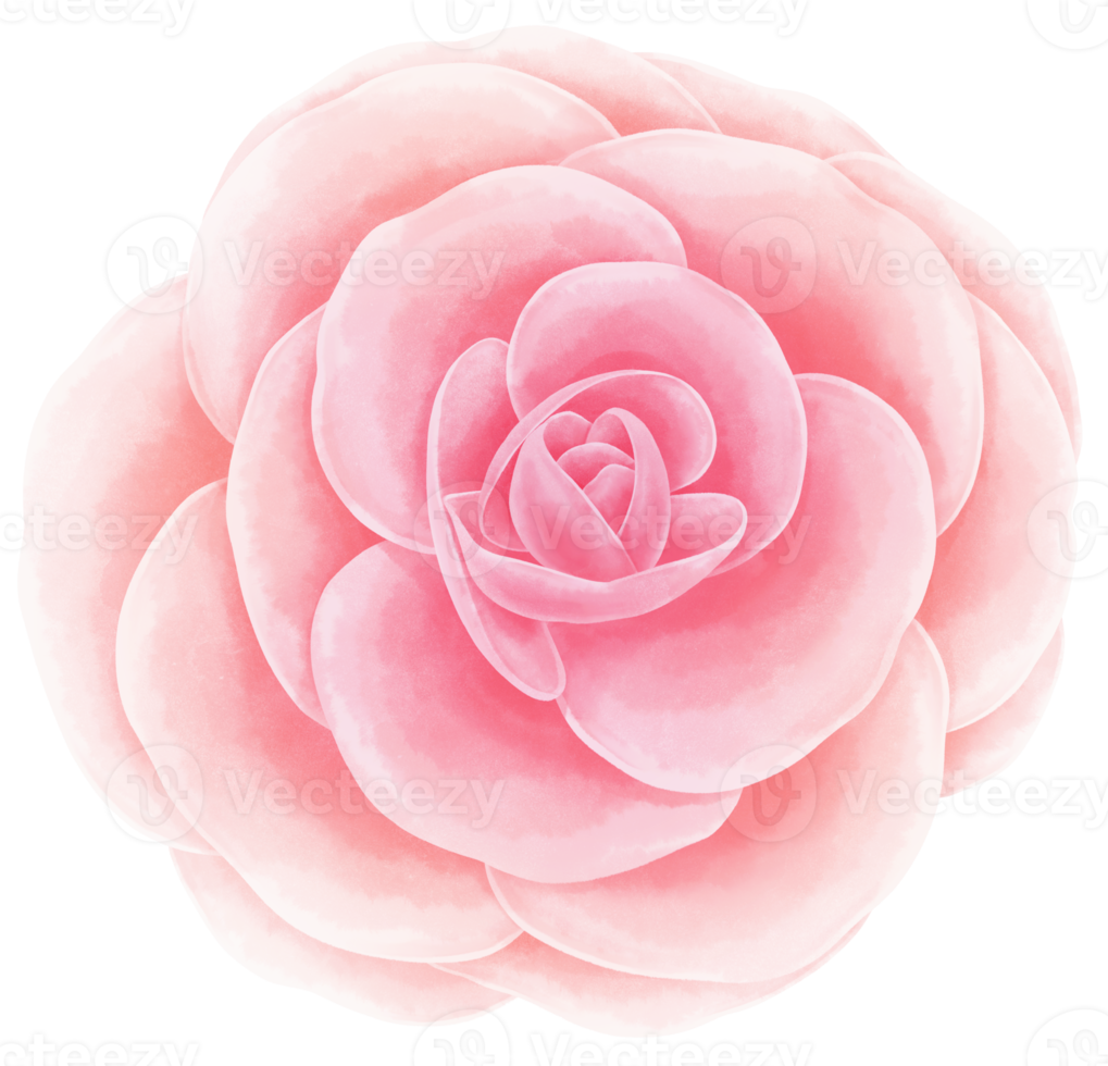 Flower Watercolor hand-painted png