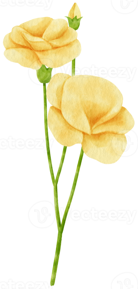 fleur jaune aquarelle peinte à la main png