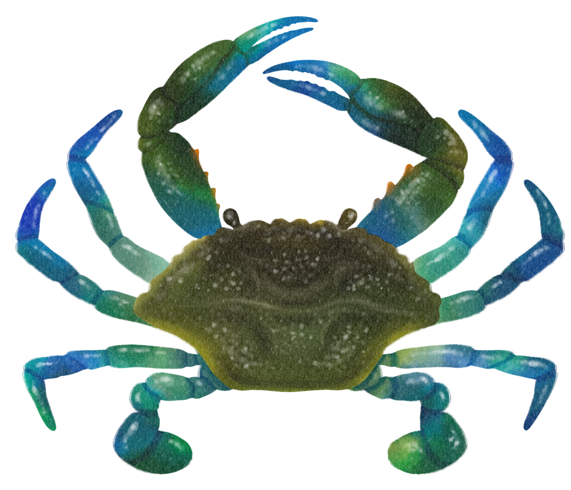 aquarelle de crabe bleu peinte à la main png