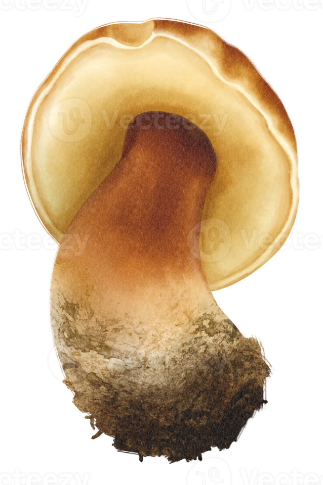 boletus of porcini paddestoel aquarel illustratie png