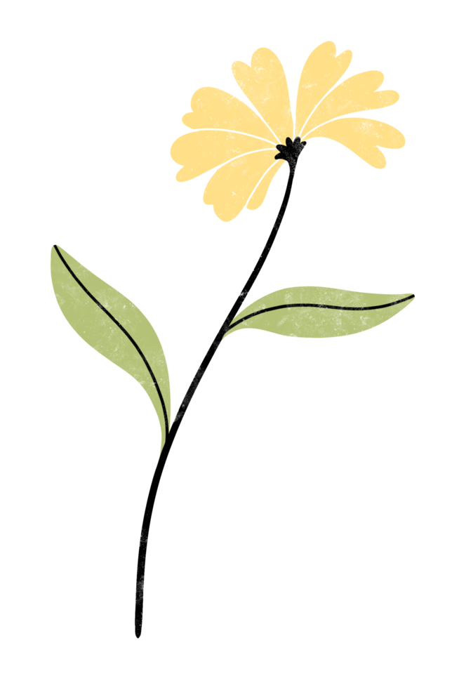 branch of flower llustration in Watercolor png