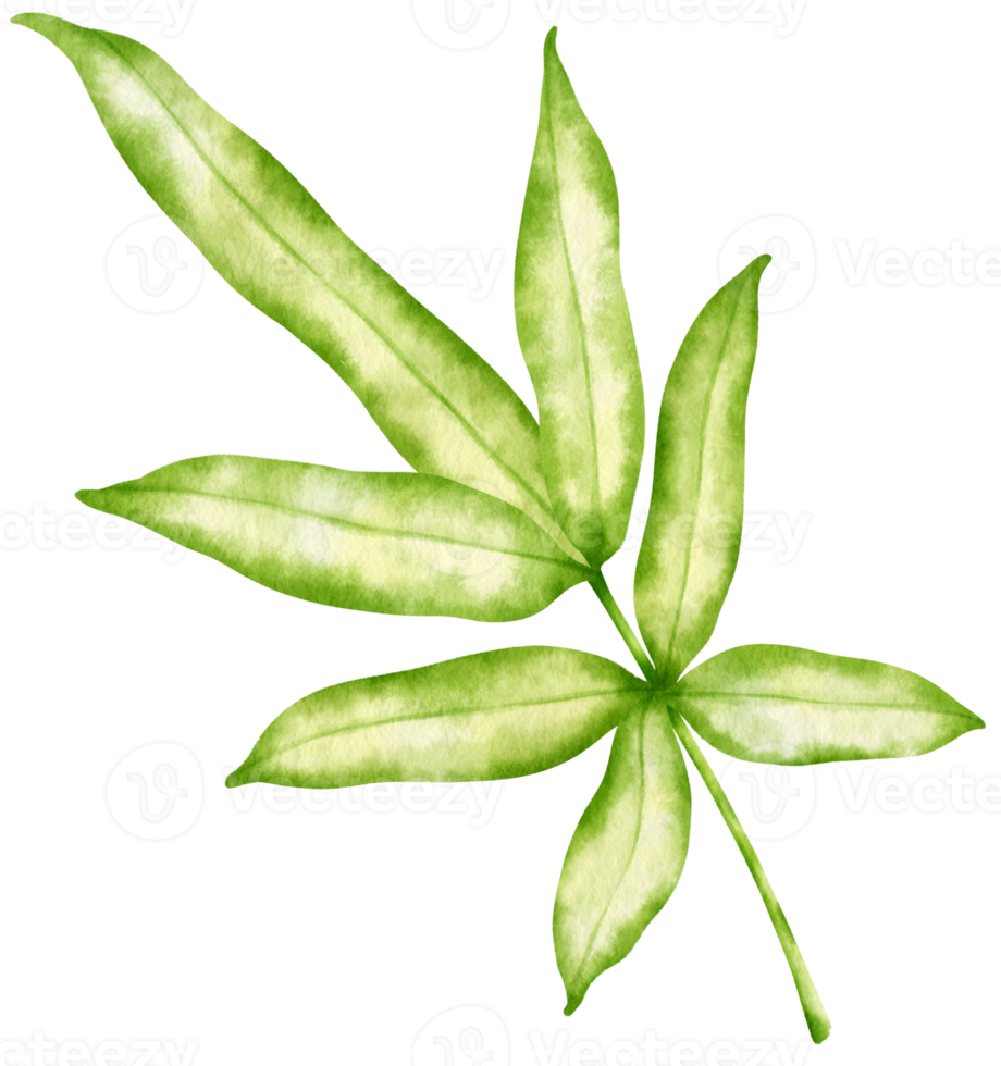 tropiska blad akvarell stil för dekorativa element png