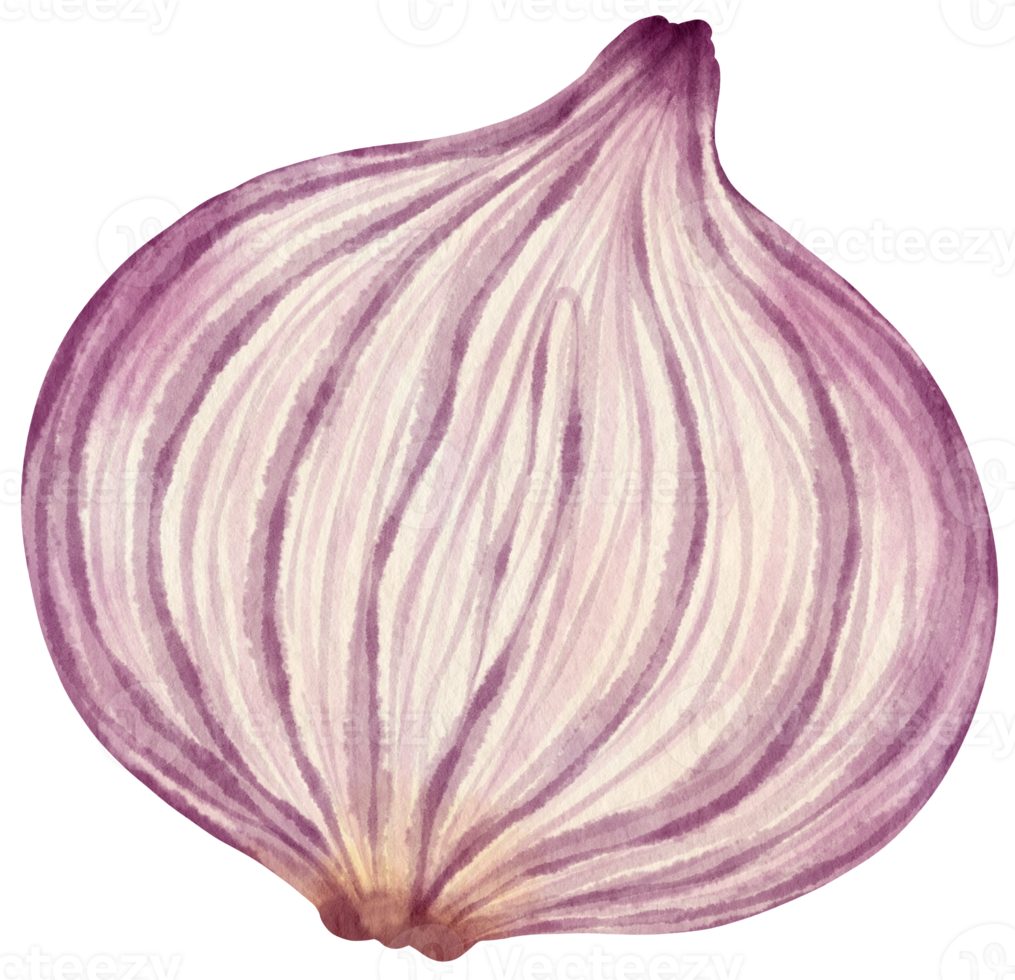 A half of shallot vegetable watercolor illustration png