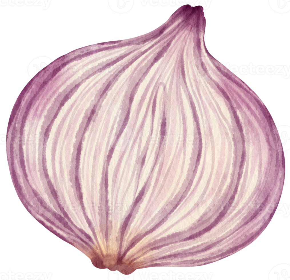 metade da ilustração de aquarela vegetal chalota png