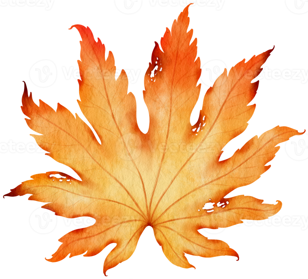 Dried autumn maple Leaf  watercolor style for Decorative Element png