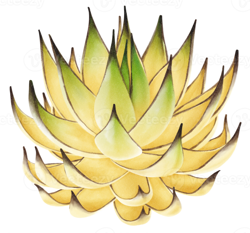 illustrazione dell'acquerello della pianta succulenta png