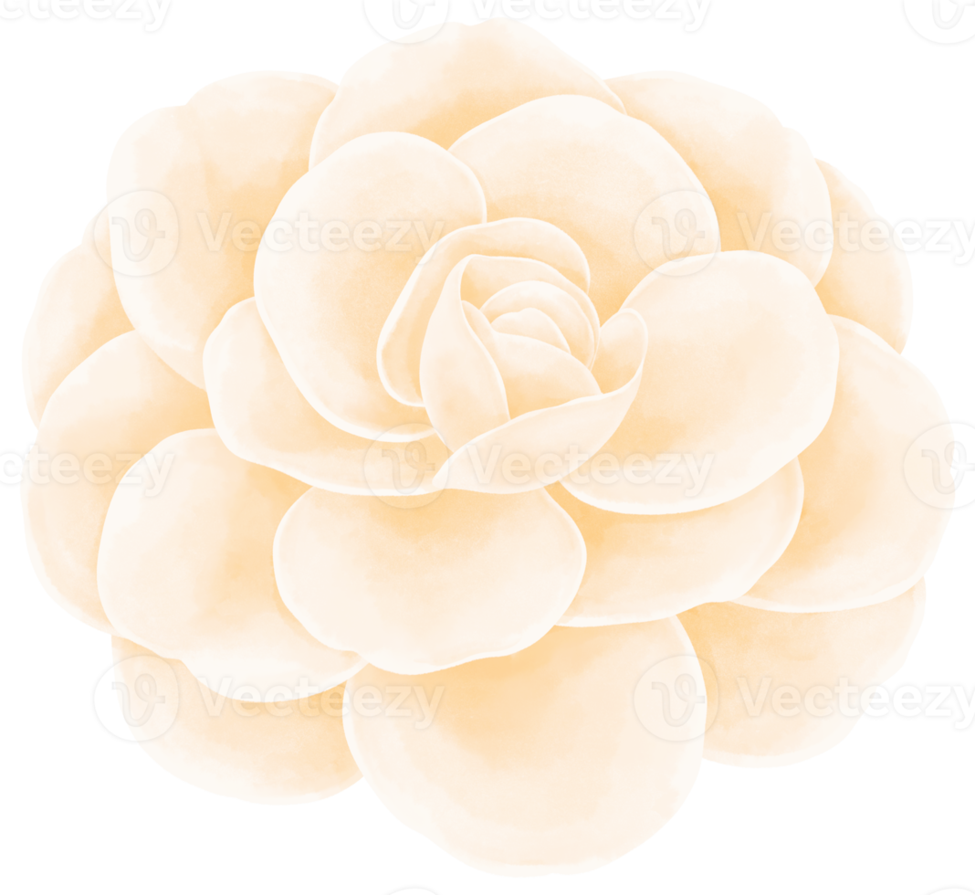 illustration aquarelle fleur blanche png