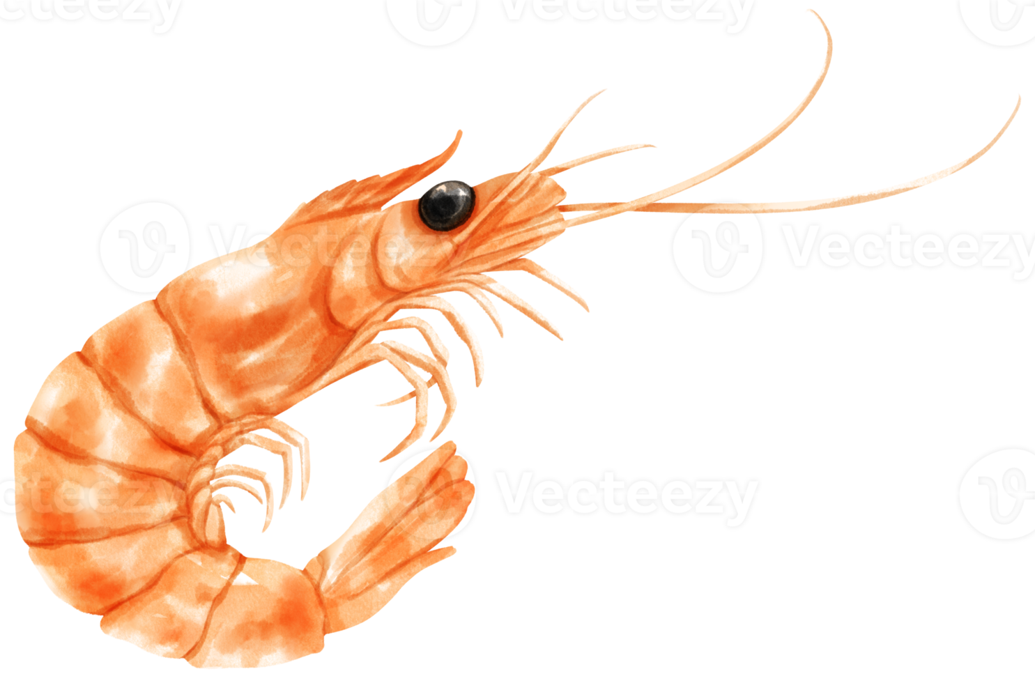 Prawn Seafood Watercolor illustration png