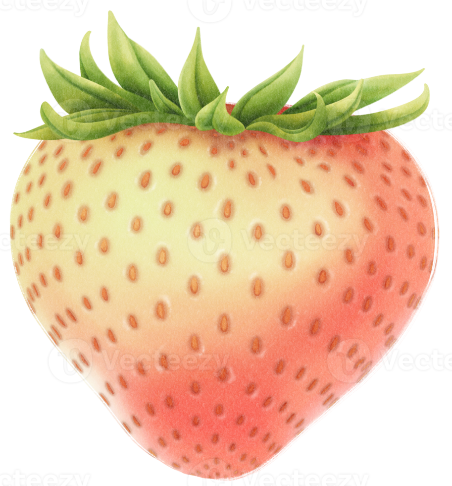 Strawberry fruit Watercolor illustration png