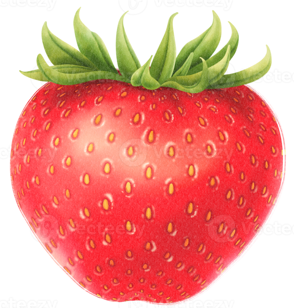 Strawberry fruit Watercolor illustration png