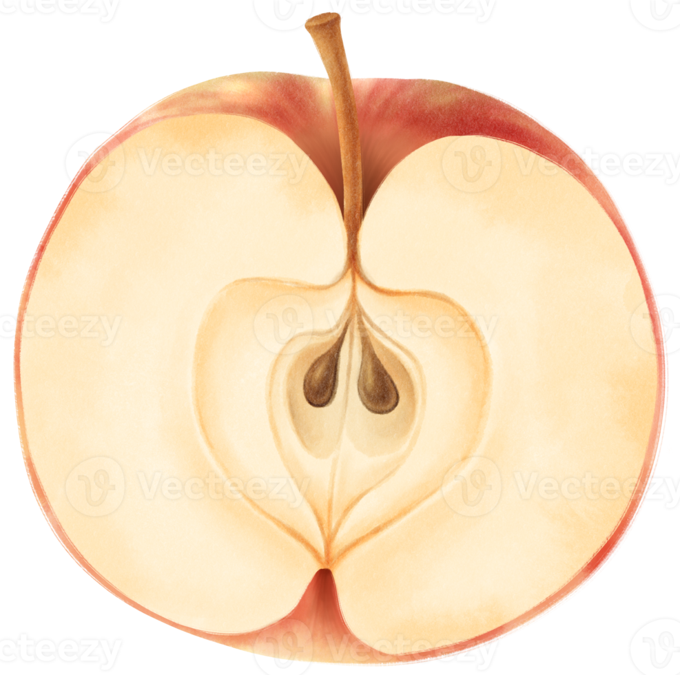 ilustración de acuarela de fruta de manzana png