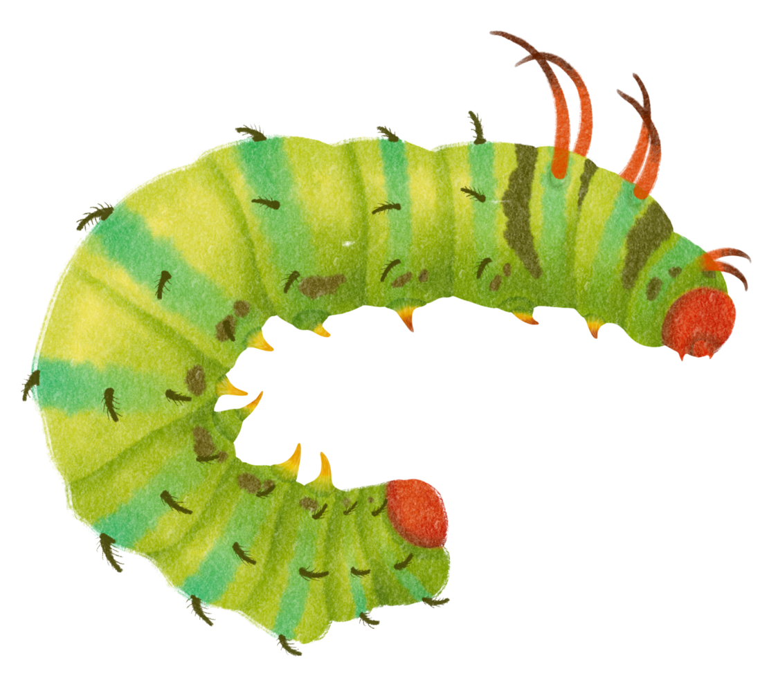 Caterpillar watercolor hand-painted on transparent background png