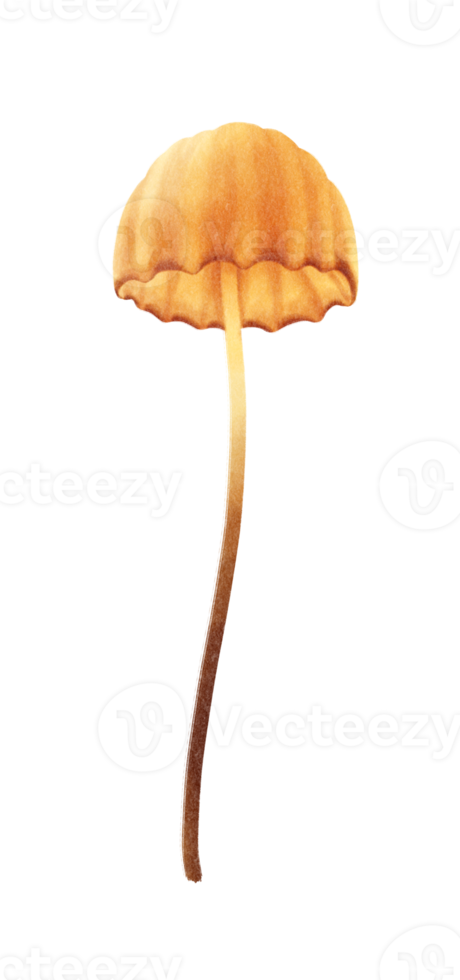 Mushroom watercolor illustration png