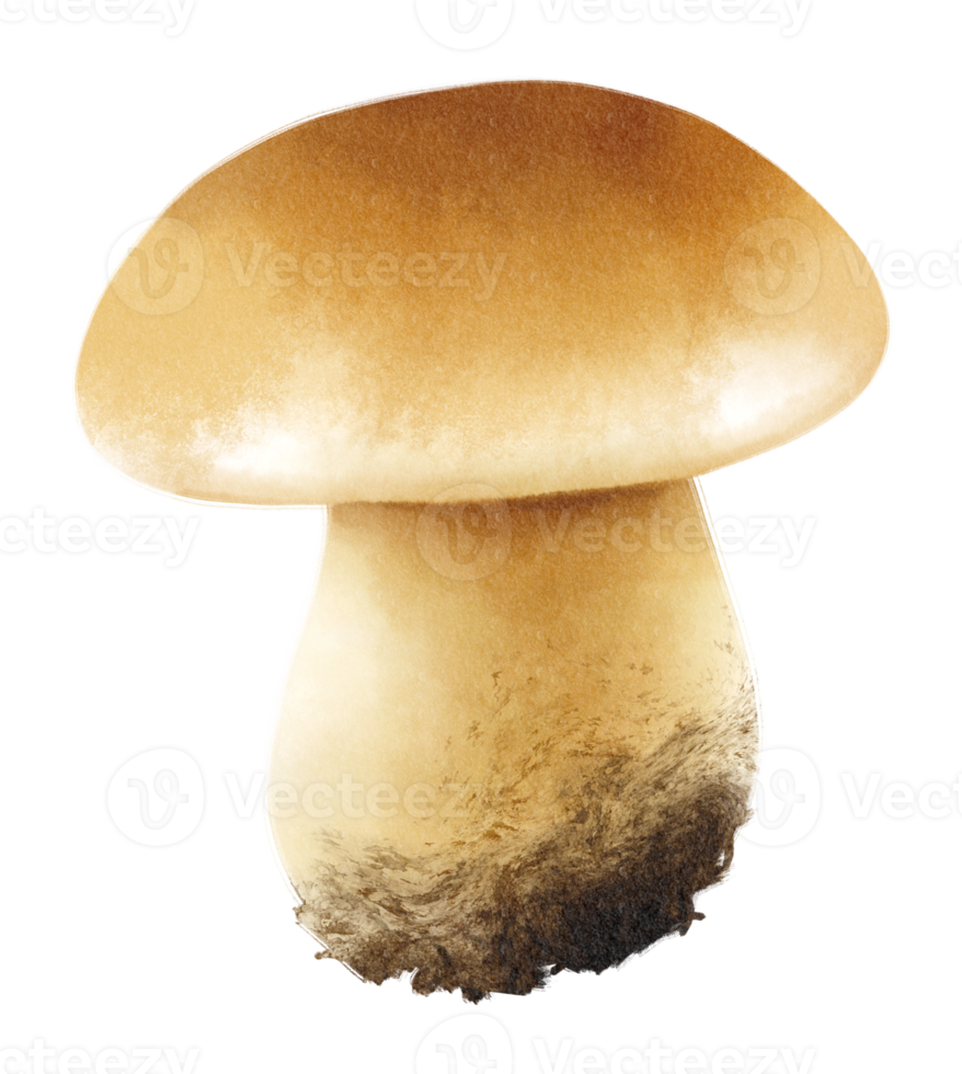 Boletus or porcini mushroom watercolor illustration png