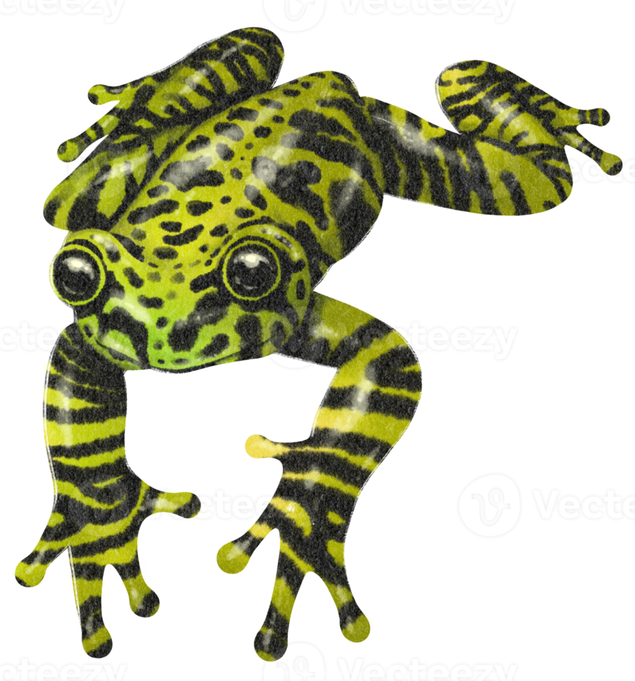 Watercolor hand painted Frog png