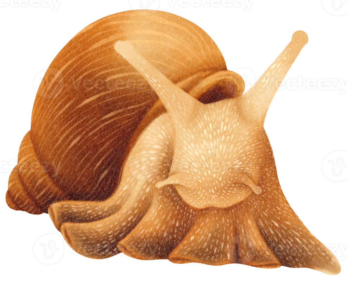 Snail watercolor illustration png